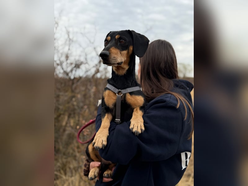 Colton - Kleiner Herzenshund sucht endlich sein Glück!