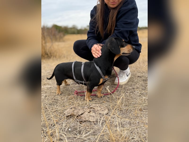 Colton - Kleiner Herzenshund sucht endlich sein Glück!