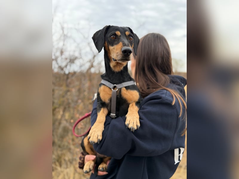 Colton - Kleiner Herzenshund sucht endlich sein Glück!