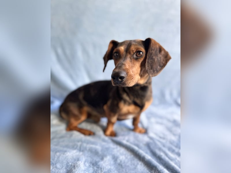 Barney - Sensibler Rüde sucht liebevolles Zuhause!