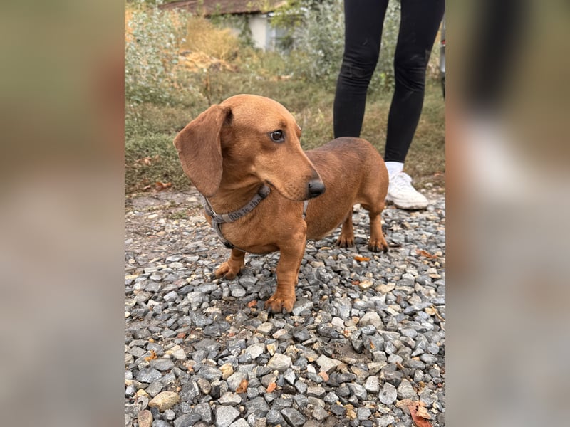Bandit - Kleiner Dackelrüde sucht sein Glück
