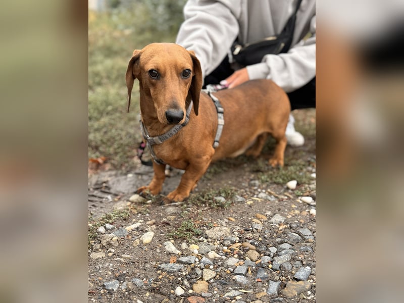 Bandit - Kleiner Dackelrüde sucht sein Glück