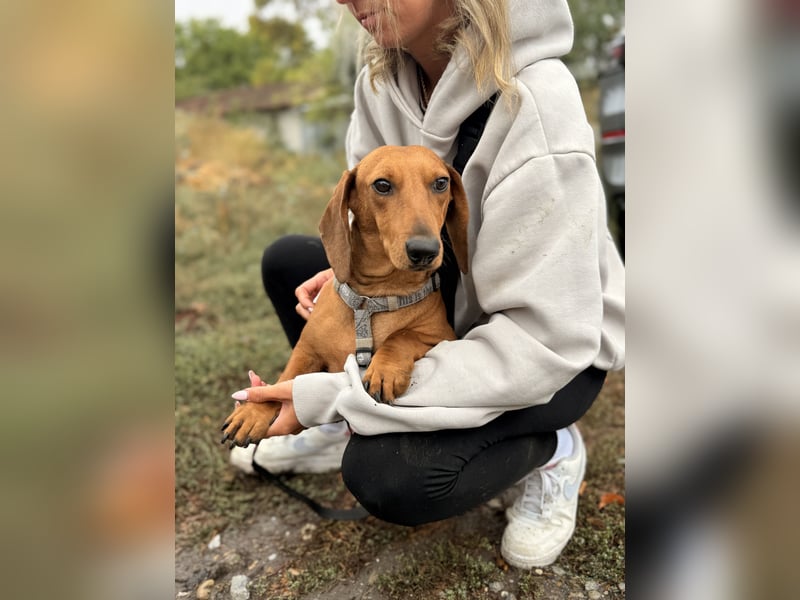 Bandit - Kleiner Dackelrüde sucht sein Glück