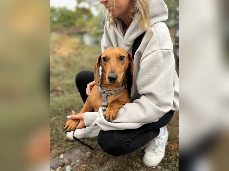 Bandit - Kleiner Dackelrüde sucht sein Glück