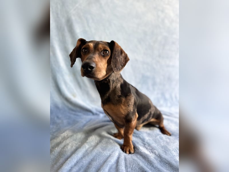 Barney - Sensibler Rüde sucht liebevolles Zuhause!