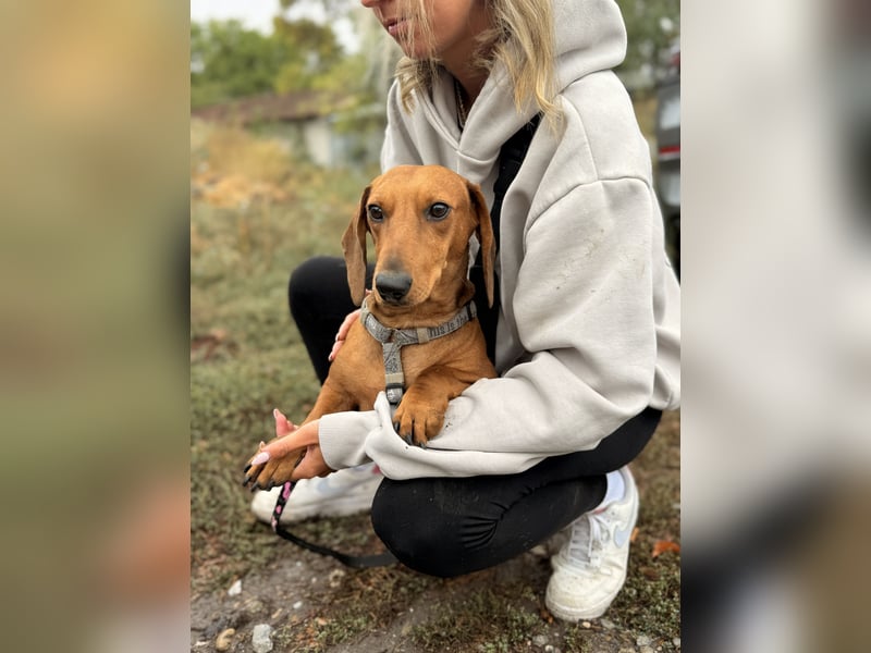 Bandit - Kleiner Dackelrüde sucht sein Glück