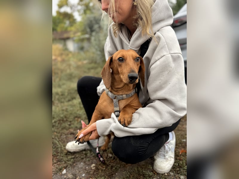 Bandit - Kleiner Dackelrüde sucht sein Glück