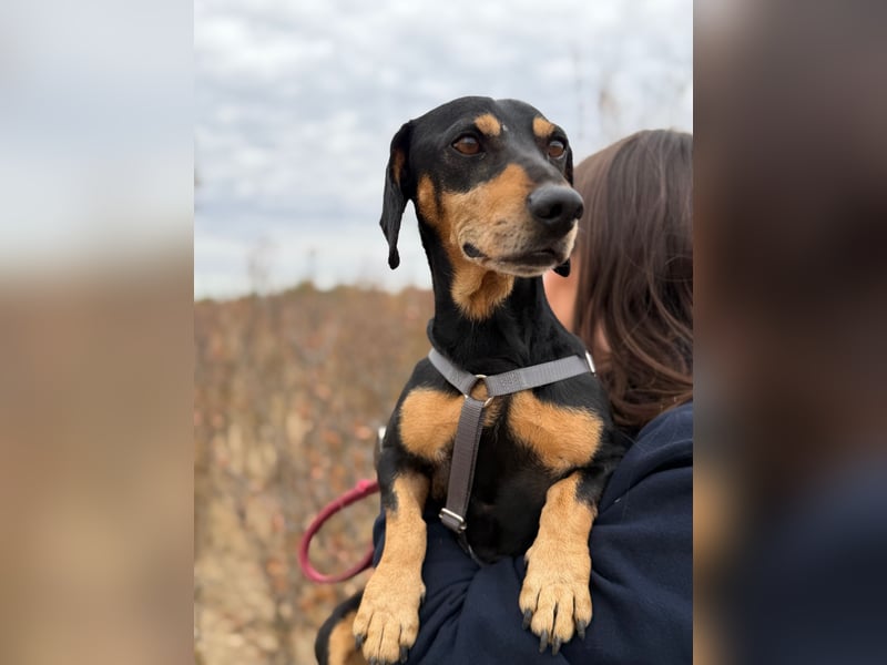 Colton - Kleiner Herzenshund sucht endlich sein Glück!