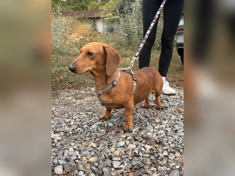 Bandit - Kleiner Dackelrüde sucht sein Glück