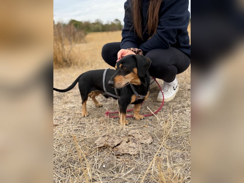 Colton - Kleiner Herzenshund sucht endlich sein Glück!