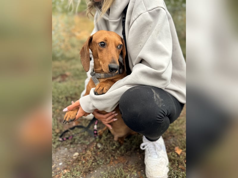 Bandit - Kleiner Dackelrüde sucht sein Glück