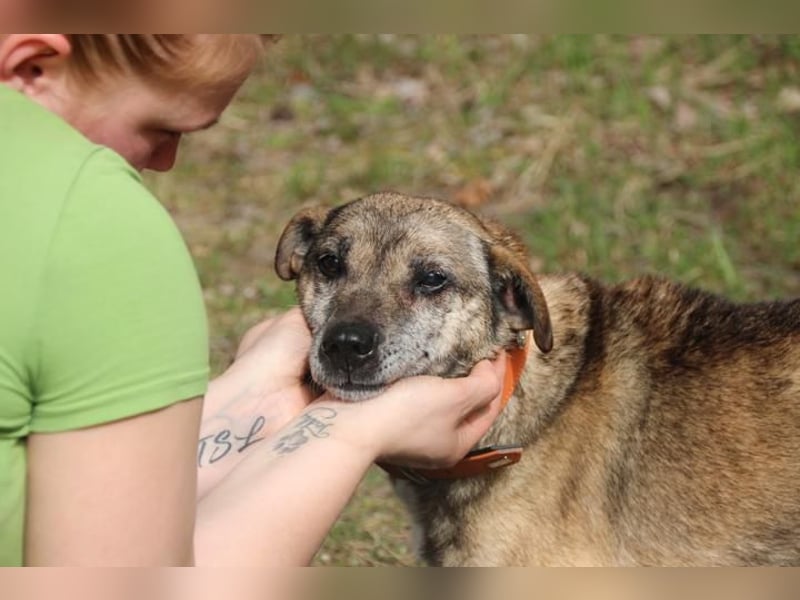Teo, Dackelmischling, geb. 2013, ganz lieber Opi hat wieder sein Zuhause verloren