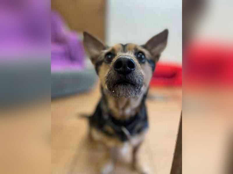 Klex, Dackel-Terrier-Mix, geb 2020, liebevoller Eigenbrödler sucht Zuhause
