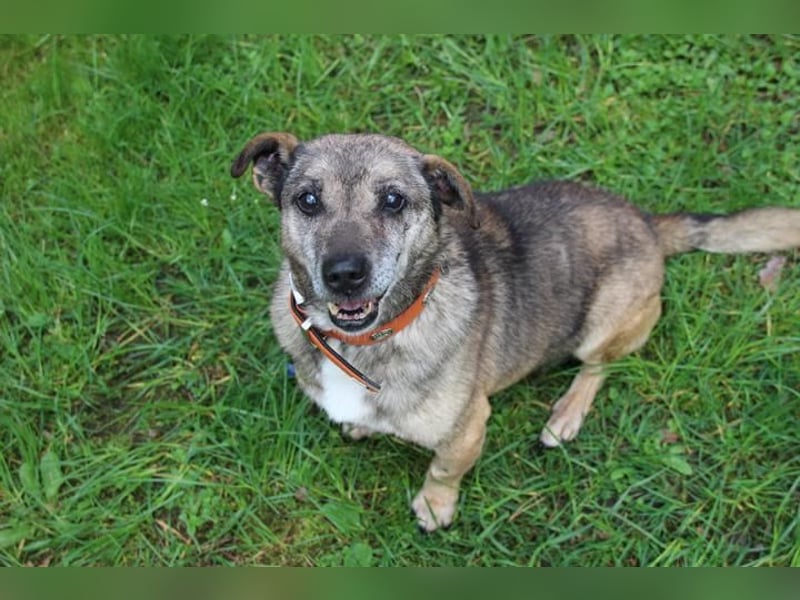 Teo, Dackelmischling, geb. 2013, ganz lieber Opi hat wieder sein Zuhause verloren