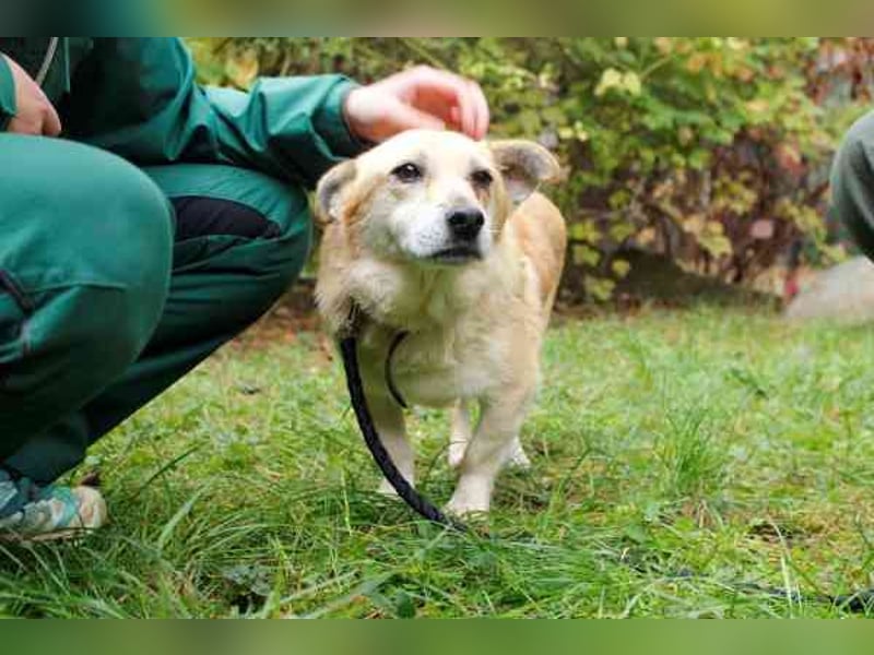 Kasctanek, Dackelmix, geb. 2019, su. einen ruhigen Haushalt, gern bei Anfängern oder Senioren