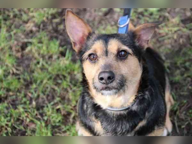 Klex, Dackel-Terrier-Mix, geb 2020, liebevoller Eigenbrödler sucht Zuhause