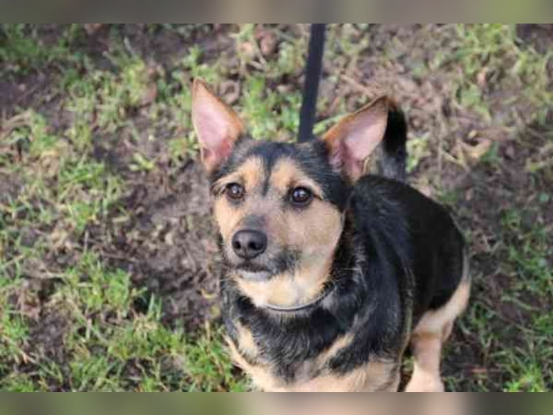 Klex, Dackel-Terrier-Mix, geb 2020, liebevoller Eigenbrödler sucht Zuhause