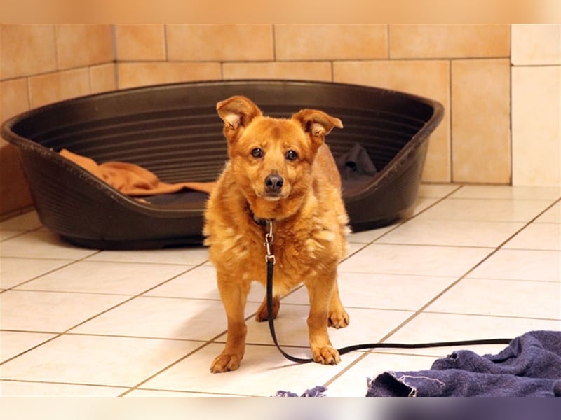 Leta, Dackel-Mix-Hündin, noch sehr ängstlich