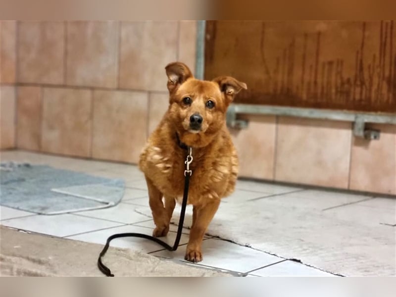 Leta, Dackel-Mix-Hündin, noch sehr ängstlich