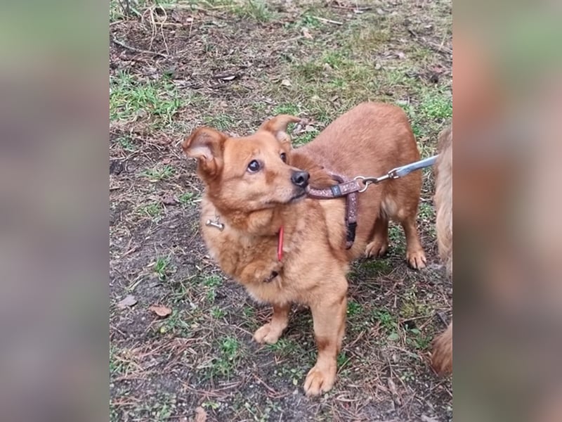 Leta,Dackel-Mix-Hündin, geb. 2012, kleine, ängstliche Hundedame