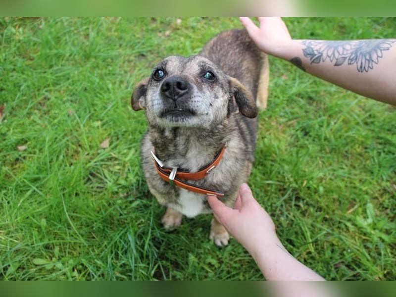 Teo, Dackelmischling, geb. 2013, ganz lieber Opi hat wieder sein Zuhause verloren