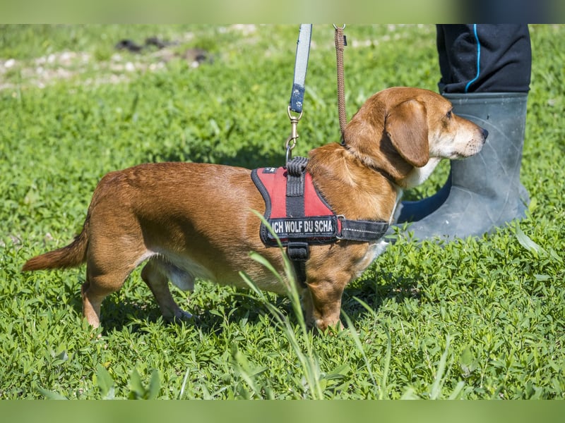 Karesz SI – kleiner Abenteurer mit großem Herz sucht sein Für-immer-Zuhause