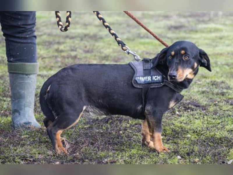 Tubi Si - Dackelmix-Mädel sucht Zuhause