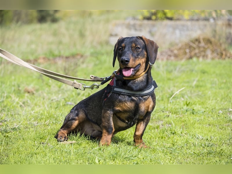 Bütyök-SI – Kleiner Angsthase sucht sicheren Hafen