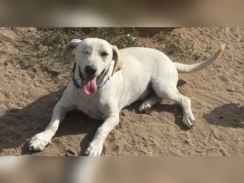 Simba – freundlicher Dackel-Mischling sucht liebevolle Familie für seinen Neustart 