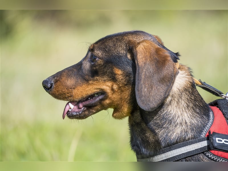Bütyök-SI – Kleiner Angsthase sucht sicheren Hafen
