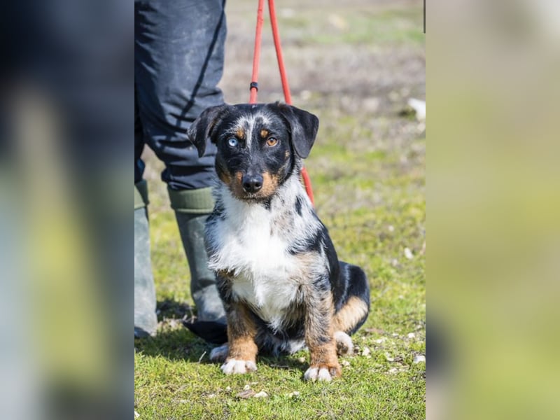 JAKOB (SI) – anhänglicher junger Dackel-Mix sucht sein Zuhause