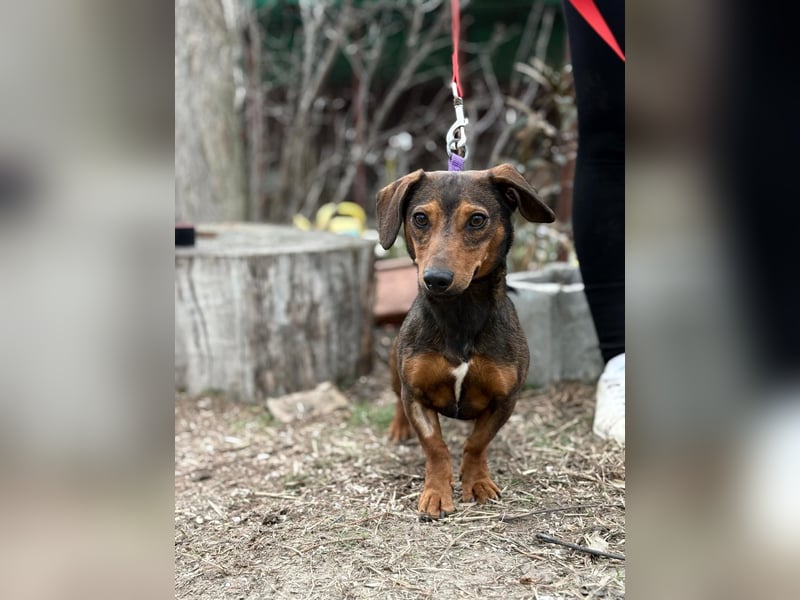 KLEON (KK) – fröhlicher Dackel-Mix sucht Menschen für gemeinsame Abenteuer