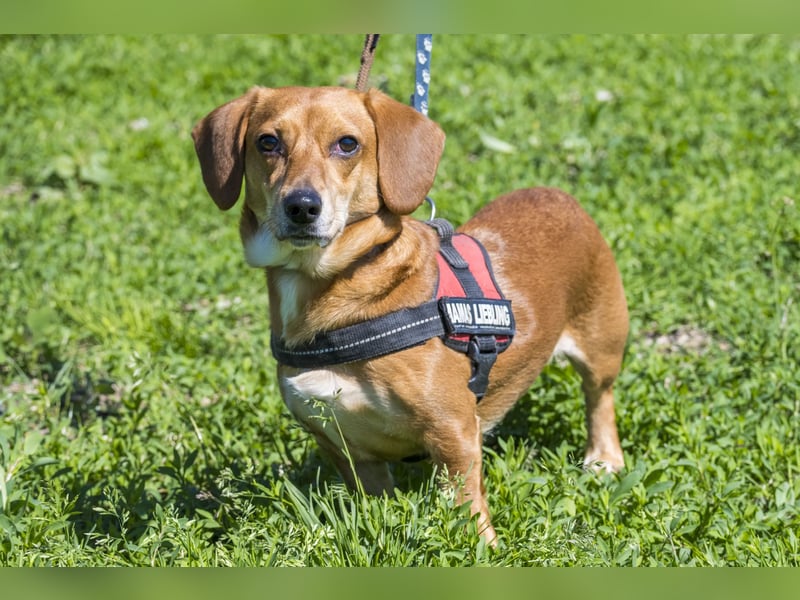 Karesz SI – kleiner Abenteurer mit großem Herz sucht sein Für-immer-Zuhause