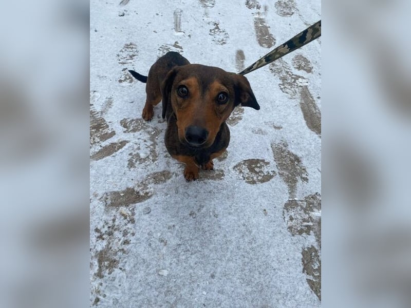 KLEON (KK) – fröhlicher Dackel-Mix sucht Menschen für gemeinsame Abenteuer