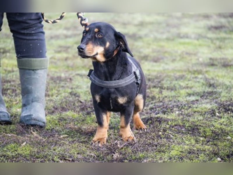 Tubi Si - Dackelmix-Mädel sucht Zuhause