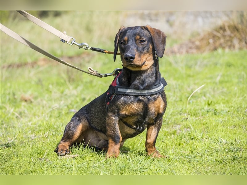 Bütyök-SI – Kleiner Angsthase sucht sicheren Hafen