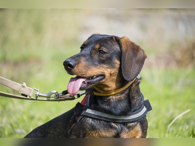 Bütyök-SI – Kleiner Angsthase sucht sicheren Hafen