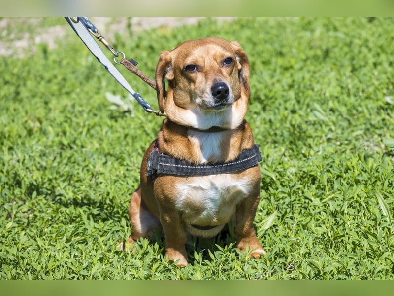 Karesz SI – kleiner Abenteurer mit großem Herz sucht sein Für-immer-Zuhause