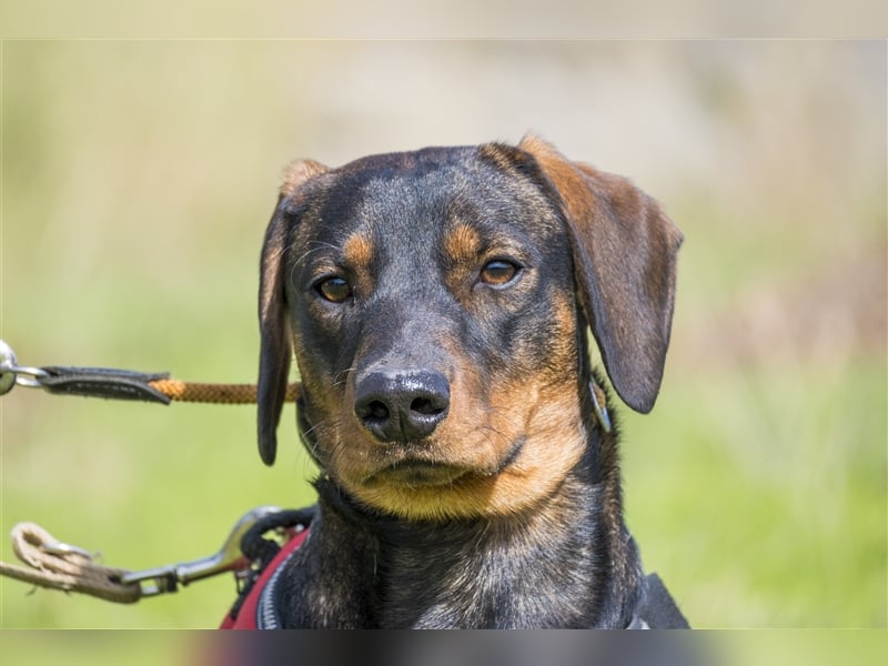 Bütyök-SI – Kleiner Angsthase sucht sicheren Hafen