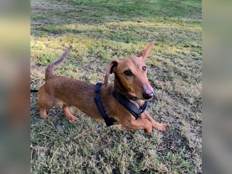 Tutaj – Kleiner Dackelmann sucht sein Für-immer-Zuhause