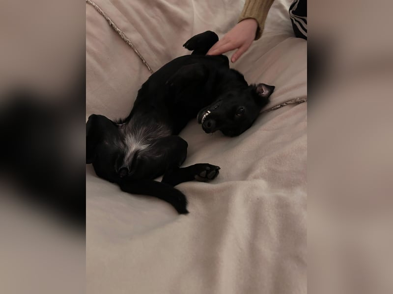 Sumi LM – Powerpaket auf der Suche nach ihrem Traumzuhause 