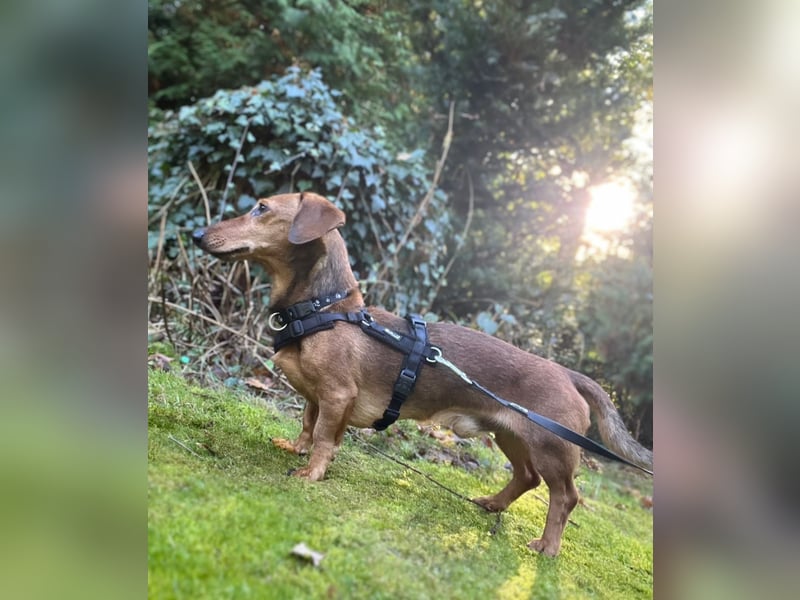 Tutaj – Kleiner Dackelmann sucht sein Für-immer-Zuhause