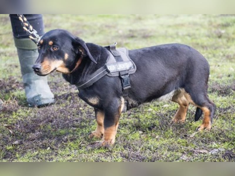 Tubi Si - Dackelmix-Mädel sucht Zuhause