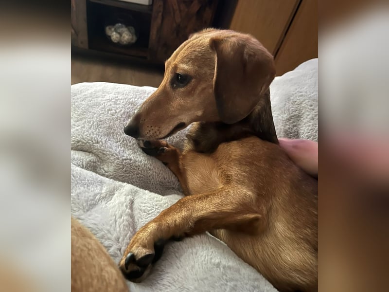 Tutaj – Kleiner Dackelmann sucht sein Für-immer-Zuhause