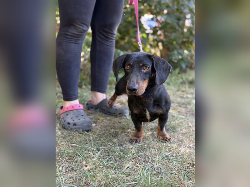 Maximus – Charmanter Dackel-Mix mit Persönlichkeit sucht seine Menschen 