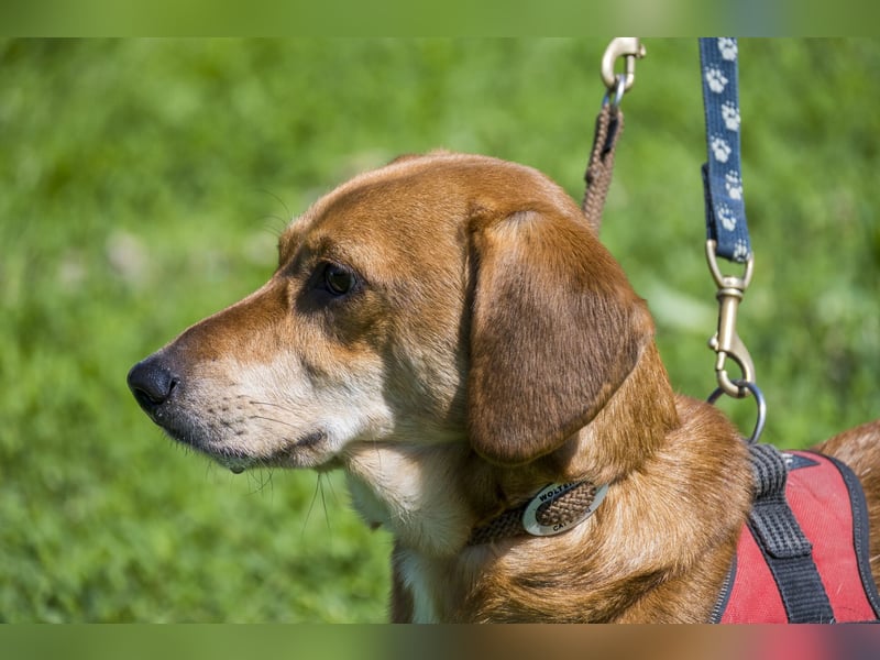 Karesz SI – kleiner Abenteurer mit großem Herz sucht sein Für-immer-Zuhause