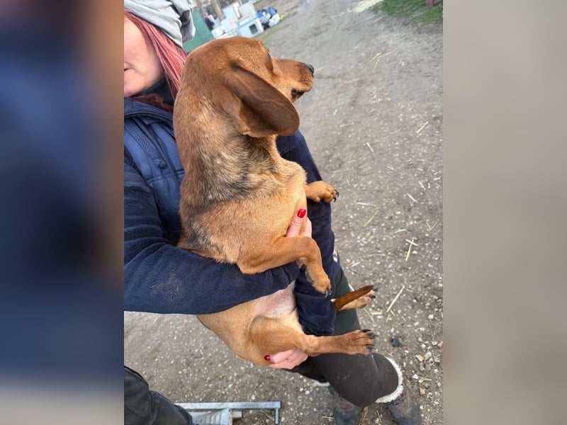 Little Foot KK Raus aus dem Tierheim rein ins Glück