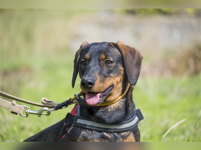 Bütyök-SI – Kleiner Angsthase sucht sicheren Hafen