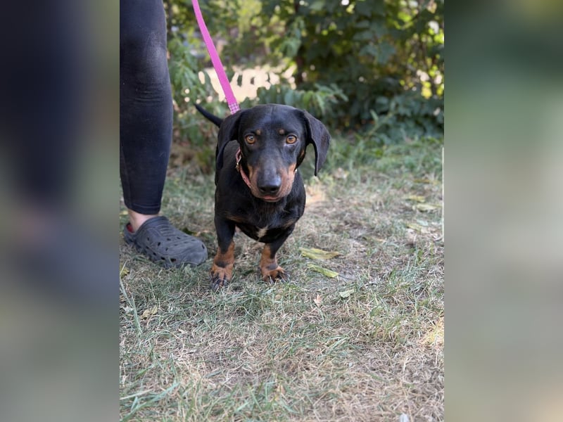 Maximus – Charmanter Dackel-Mix mit Persönlichkeit sucht seine Menschen 