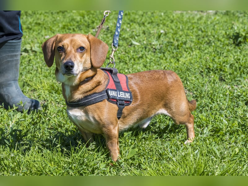 Karesz SI – kleiner Abenteurer mit großem Herz sucht sein Für-immer-Zuhause